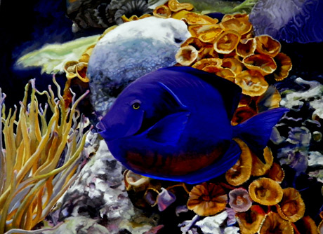 Original Oil Painting of Blue Tang fish against coral