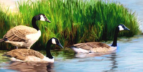 Original oil painting of Canada Geese