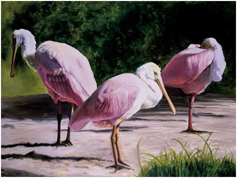 Original oil painting of Roseate Spoonbills