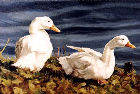 Original oil painting of domestic ducks