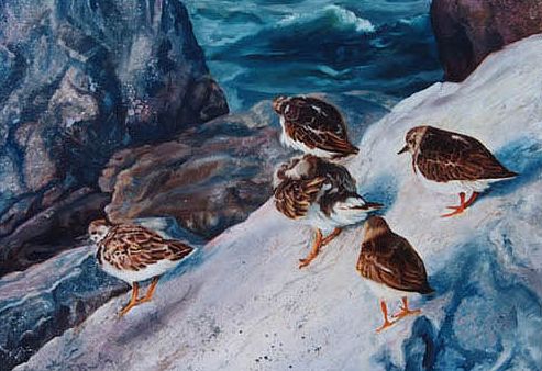 Original oil painting of Ruddy Turnstones